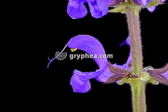 Sauge (Salvia pratensis) - fleur  - gryphea.com